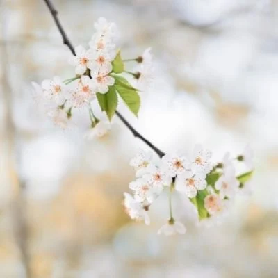 flowering tree