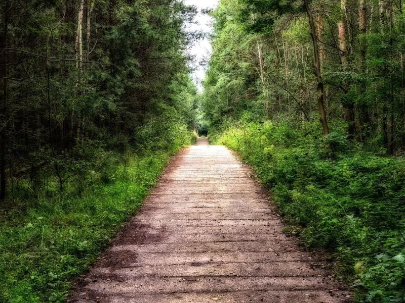 A straight path through a forest